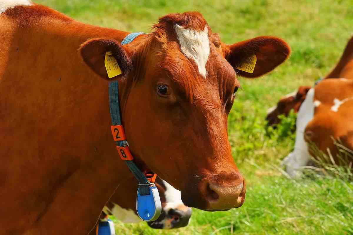 Mucca al pascolo nel verde