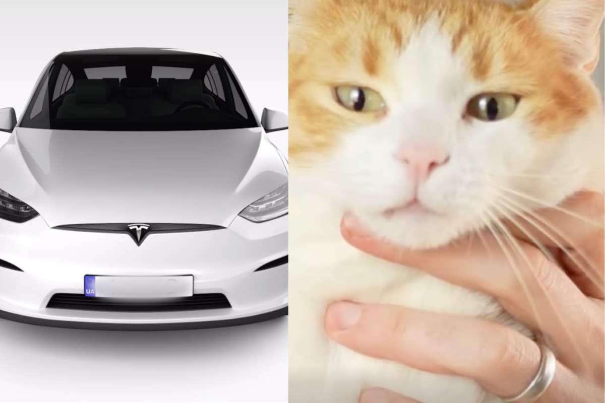 Gatto e Tesla a confronto
