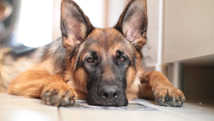 Cane che perde il pelo sdraiato sul pavimento 