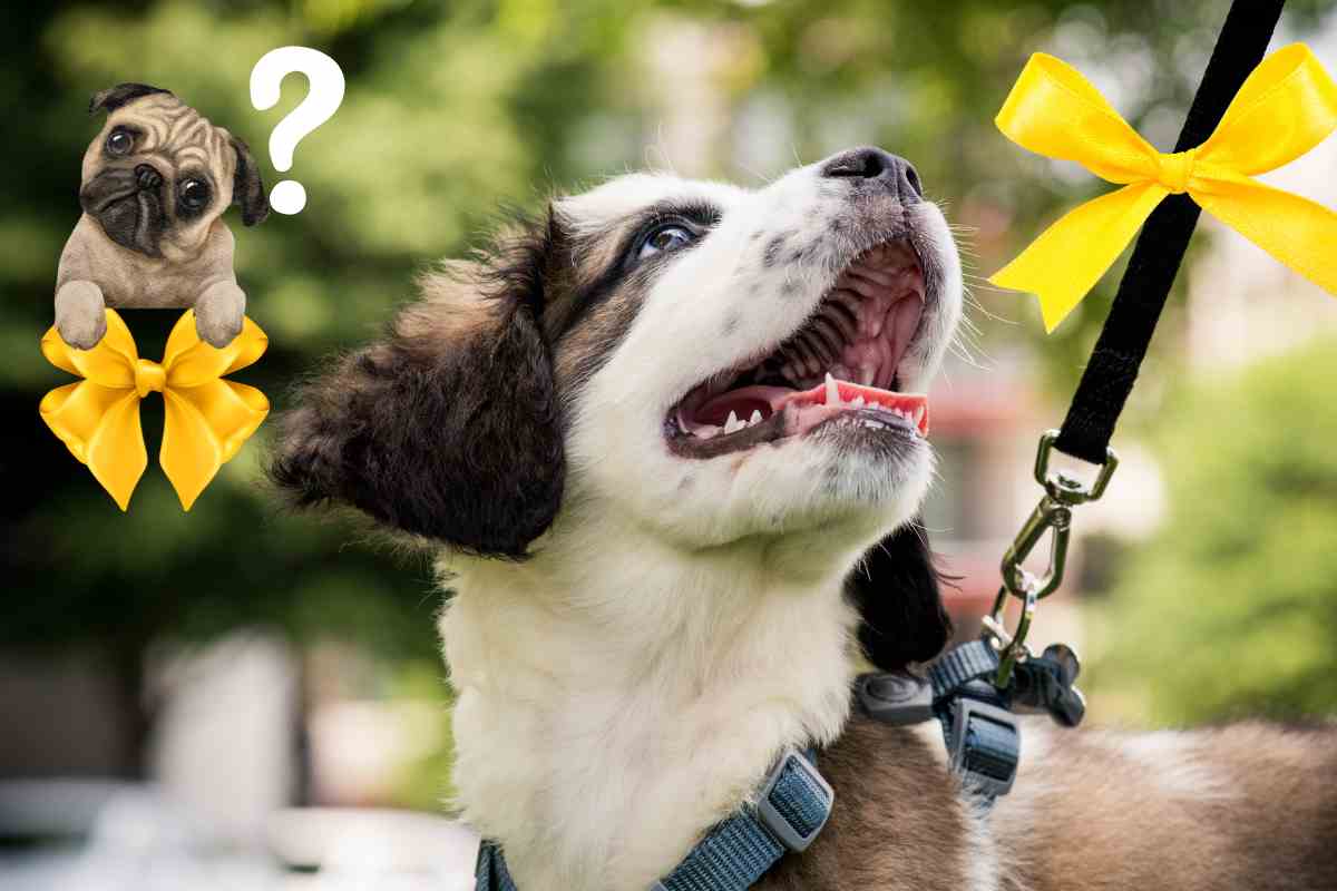 un fiocco giallo sul collare del cane