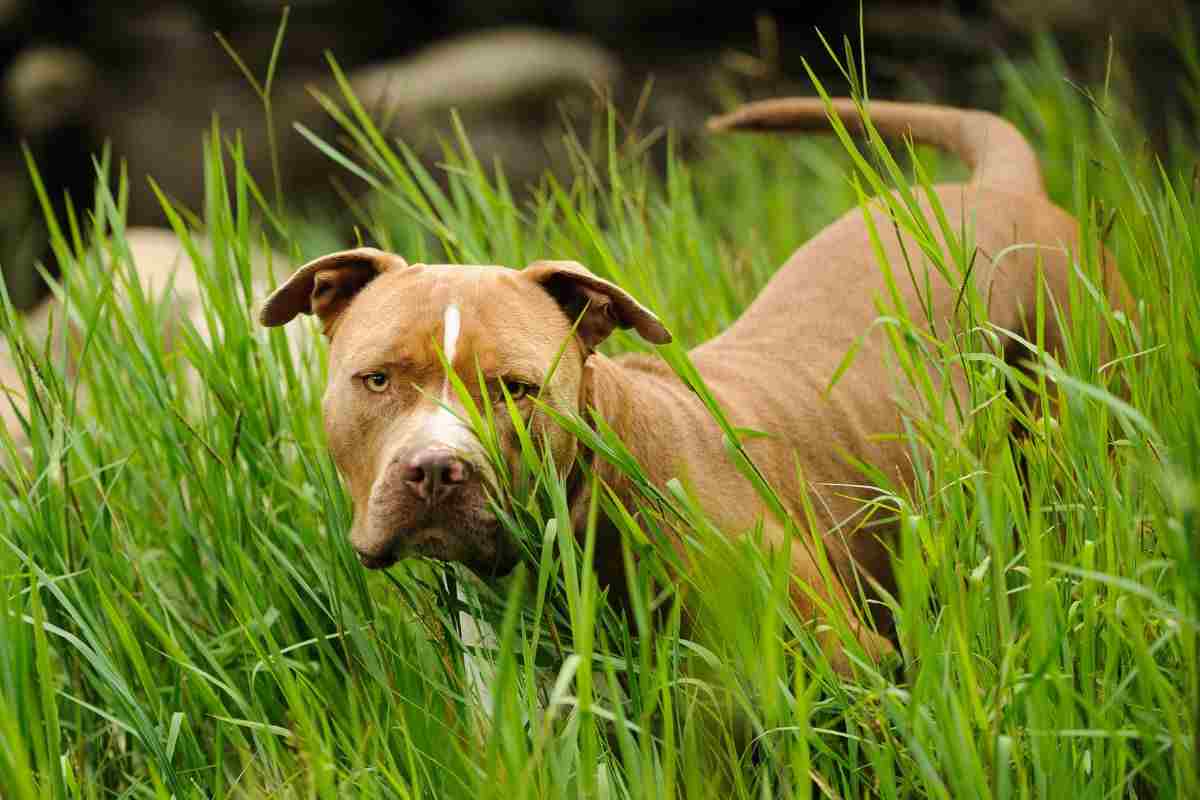 Pitbull