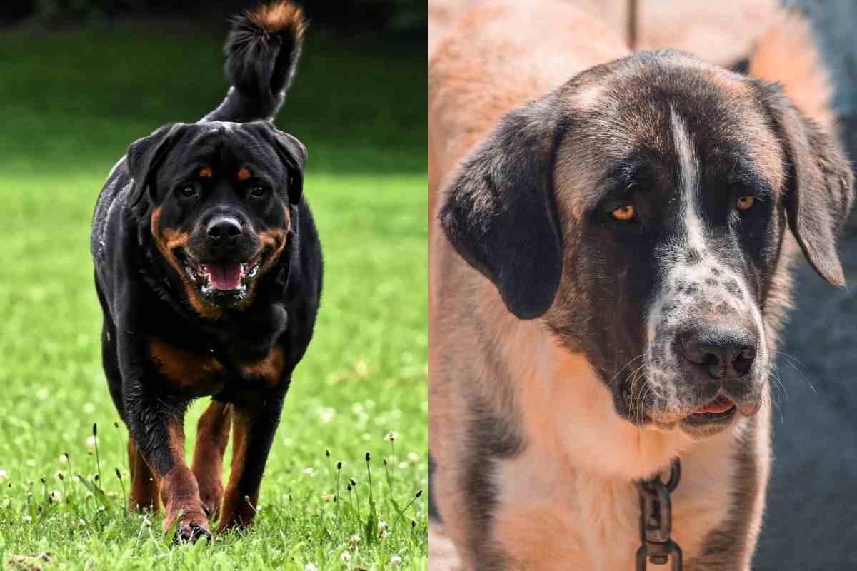 Esemplari di cani pericolosi