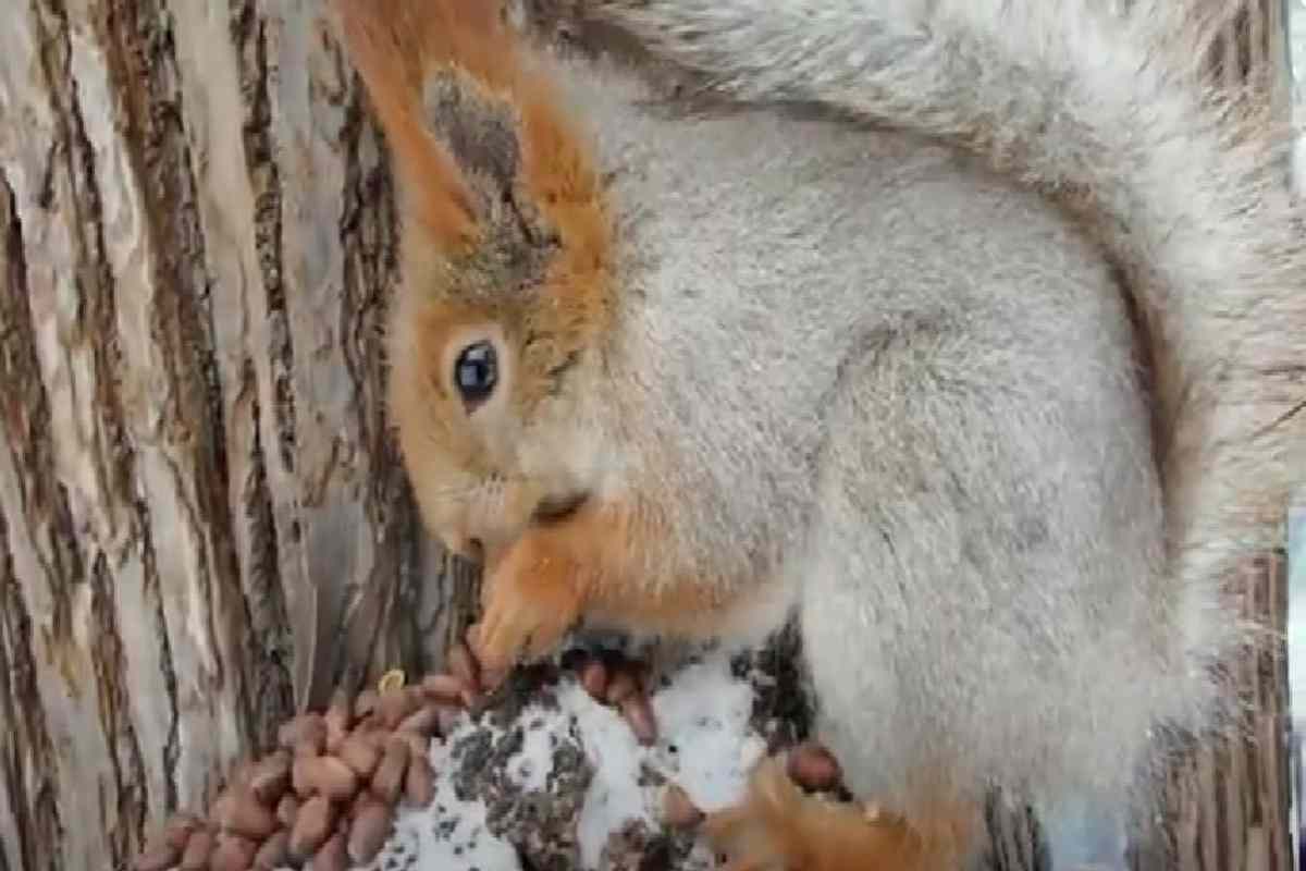 Scoiattolo mangia