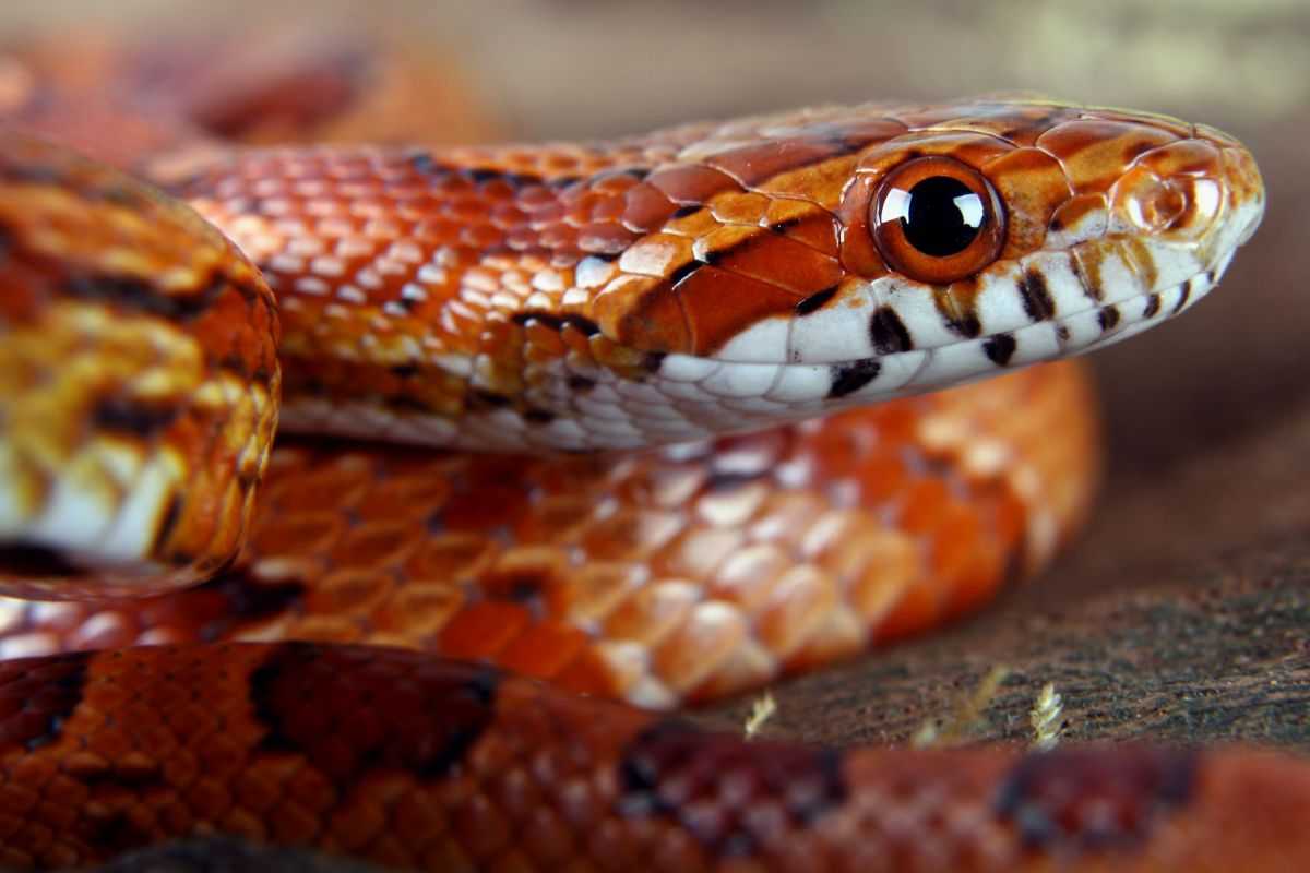 Serpe del grano (famiglia Colubridae)