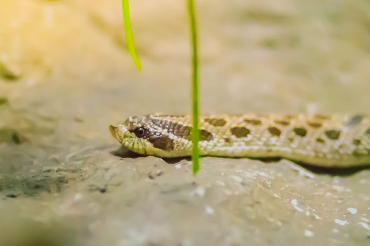 Serpente muso di porco occidentale (Heterodon nasicus)
