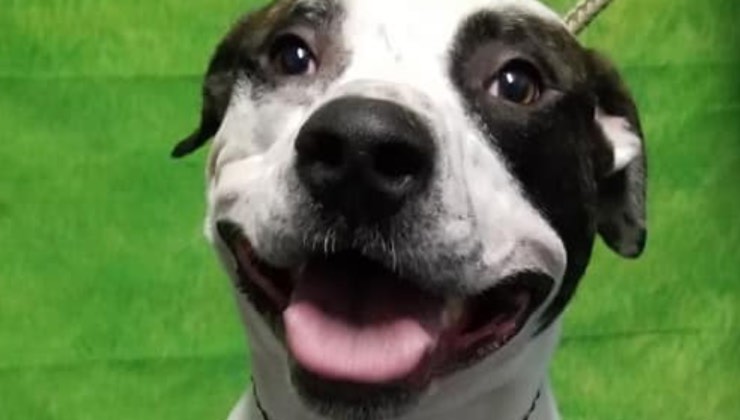 Il cane sorride su sfondo verde