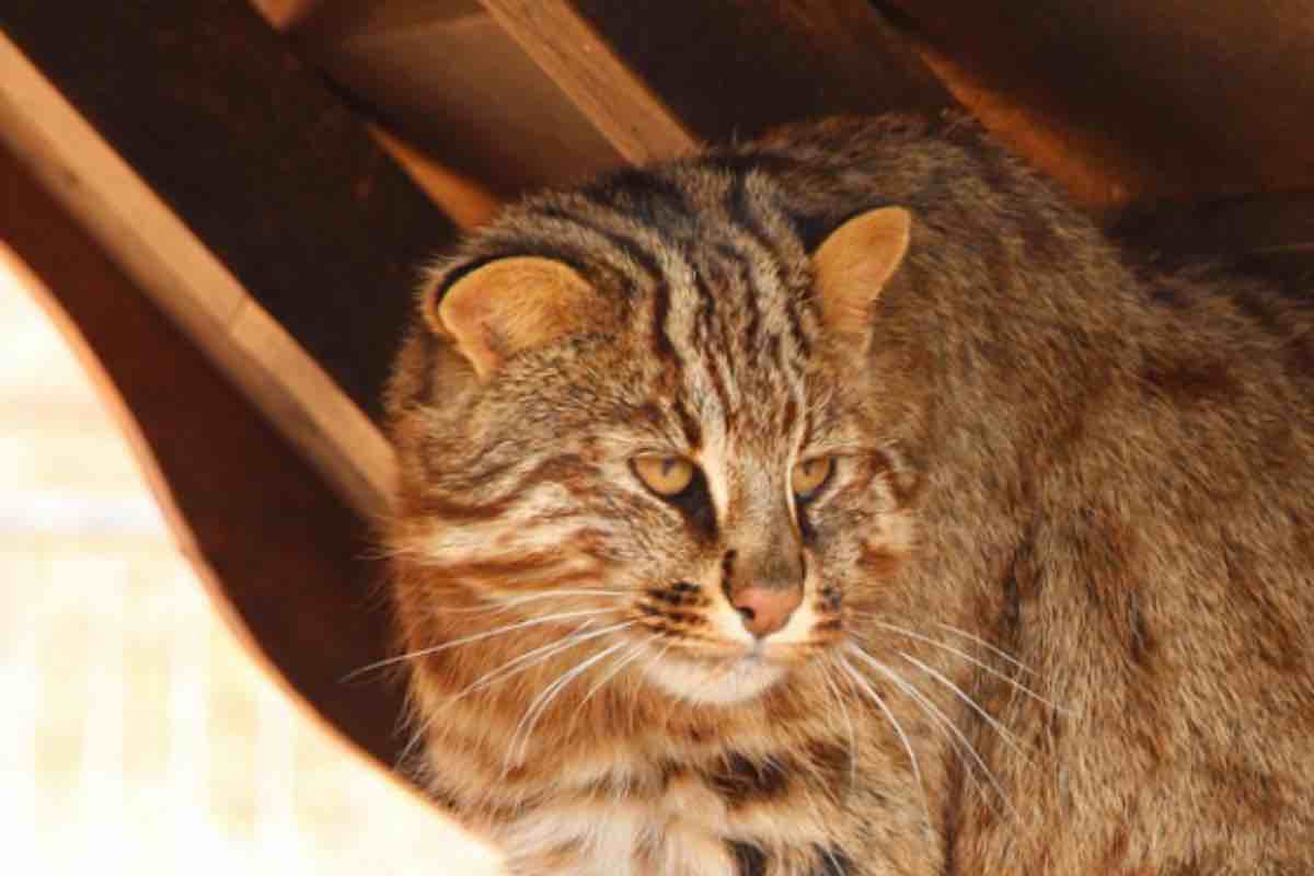 Antenato del gatto più piccolo del mondo