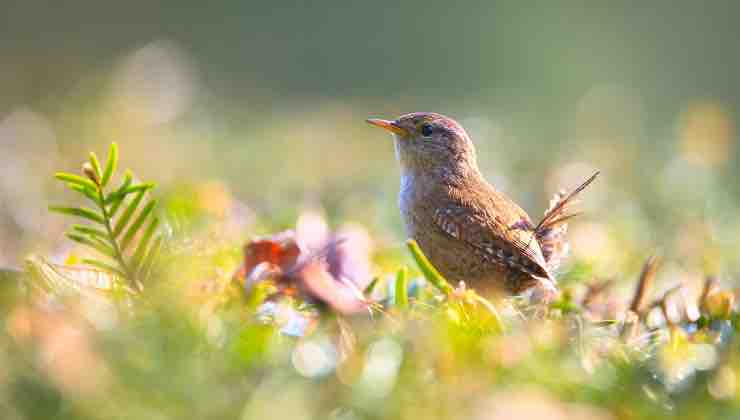 Uccello ispirato dai colori della natura 