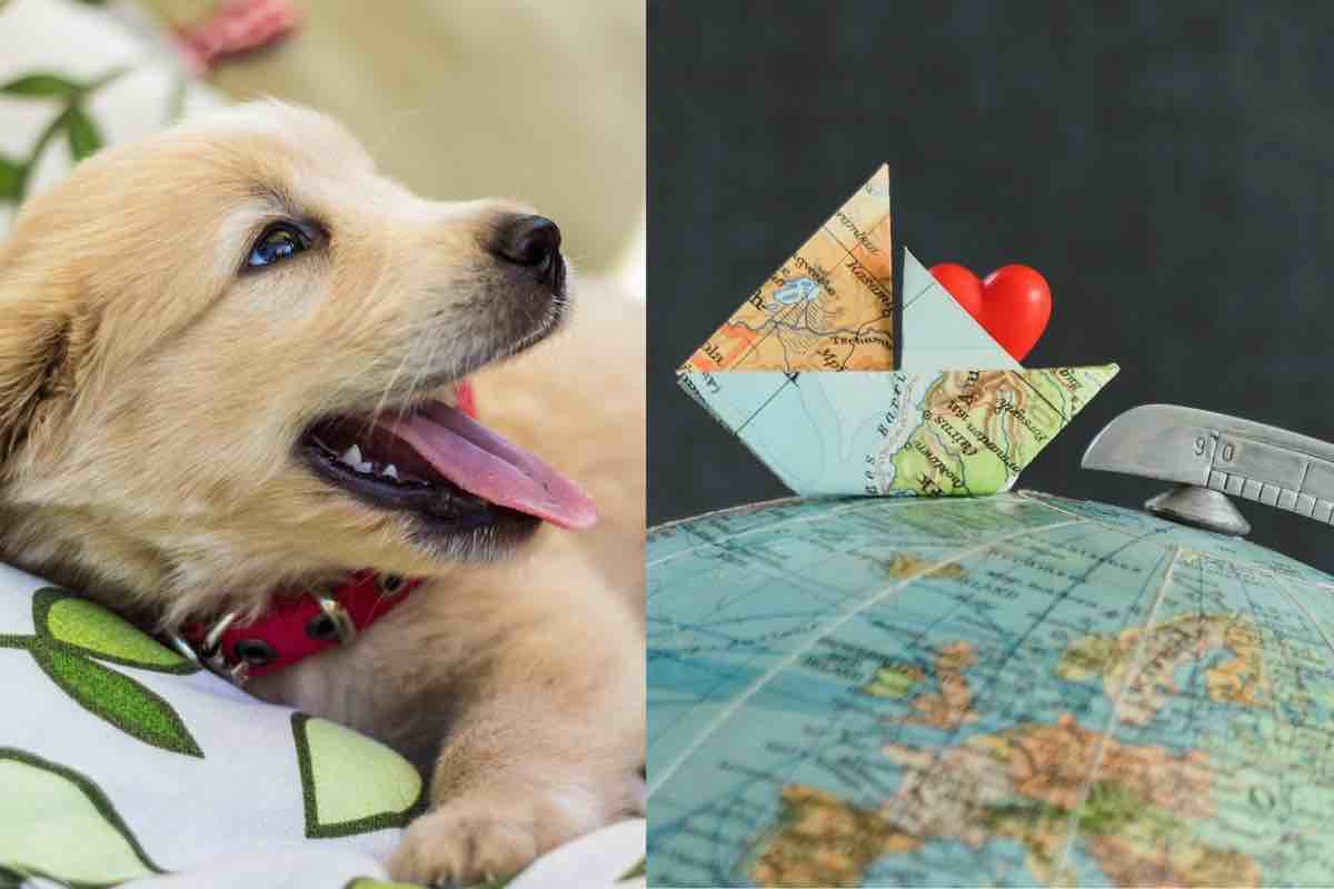 Un biglietto d’amore per viaggiare con gli animali domestici