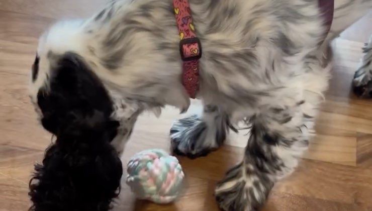 Cane si piega per prendere la pallina colorata sul parquet