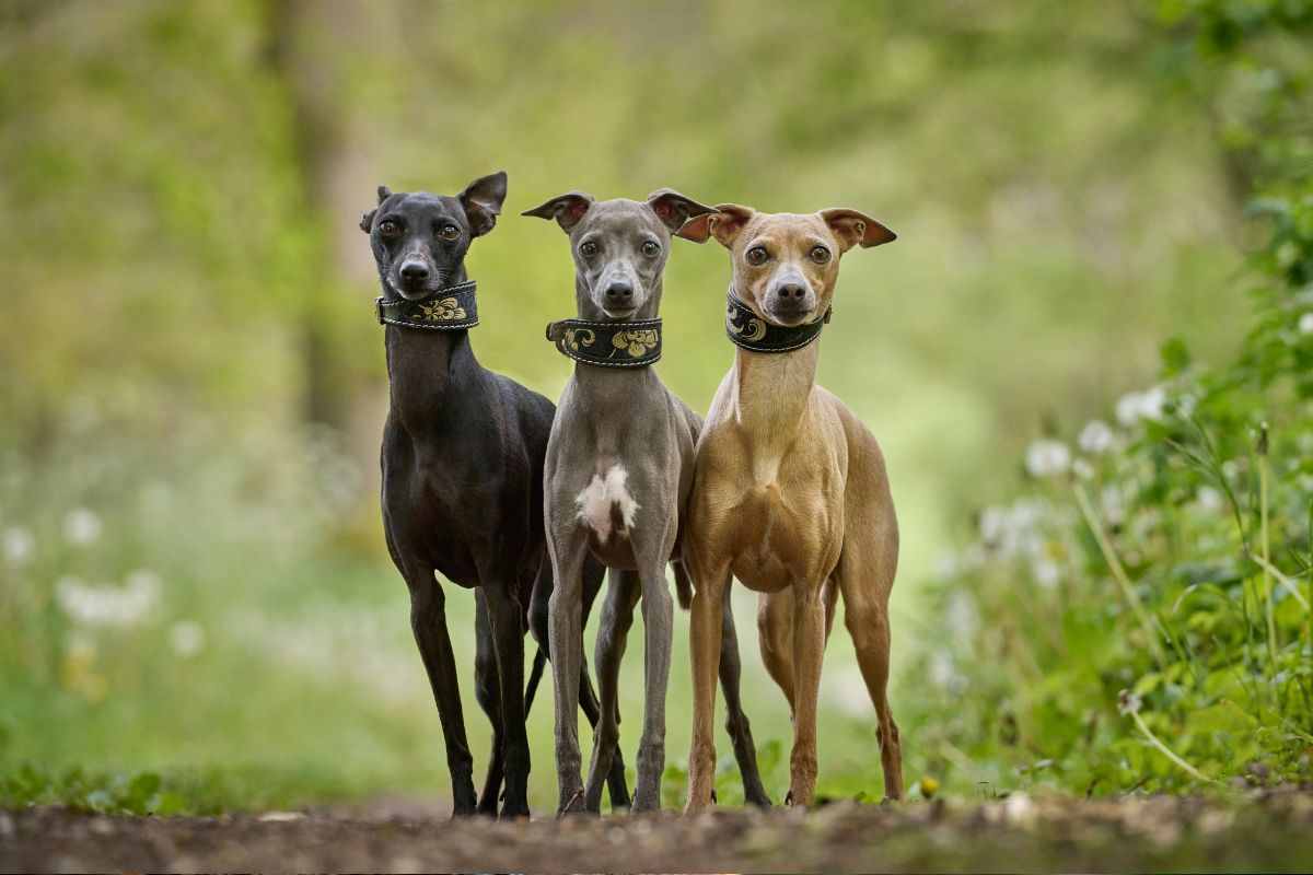 Tre Whippet