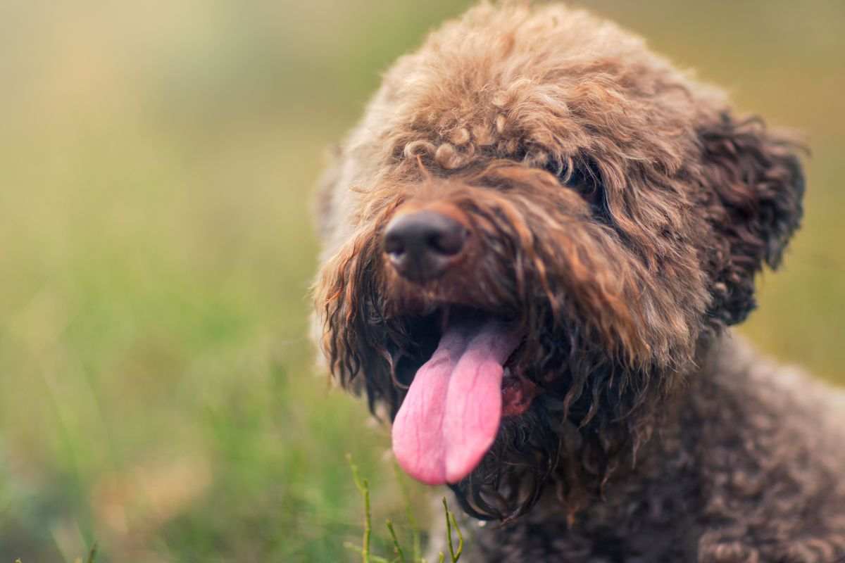 lagotto