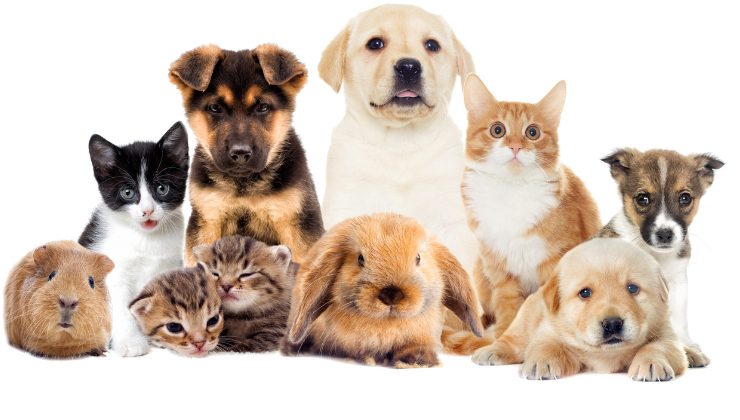 animali domestici