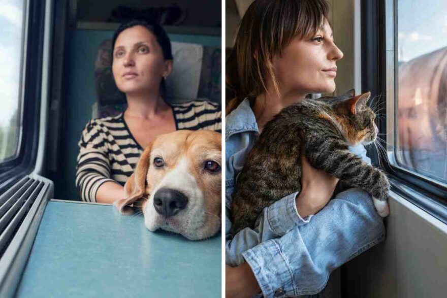 cane e gatto in treno