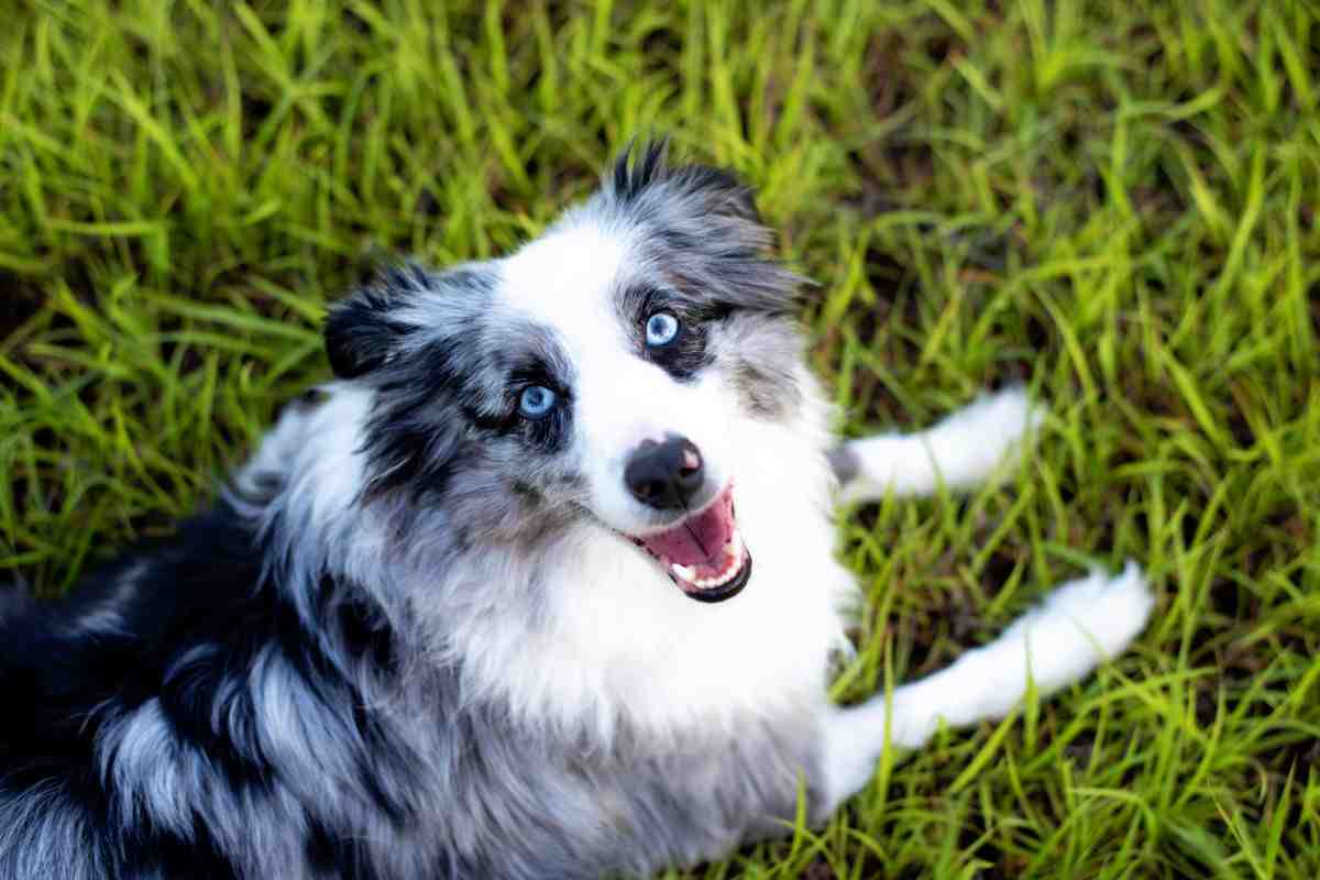 Australian Sheperd