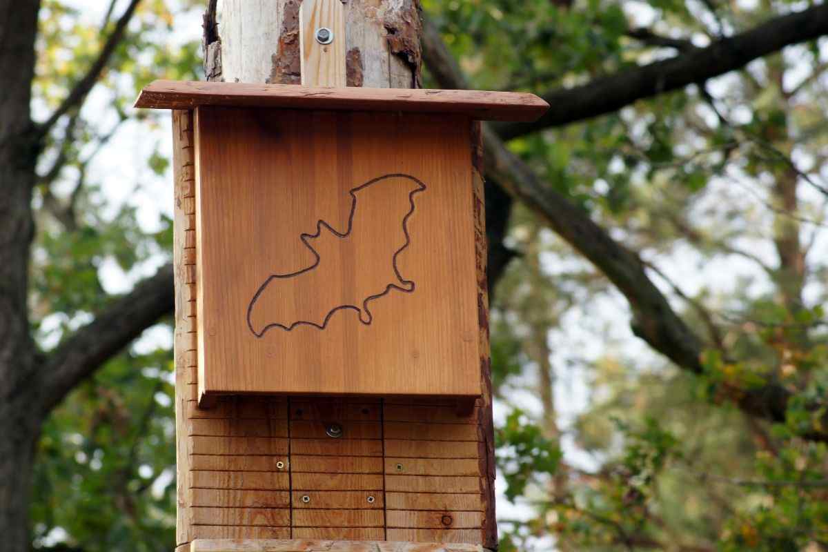 bat box