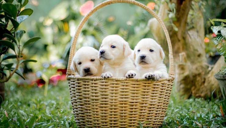 cuccioli