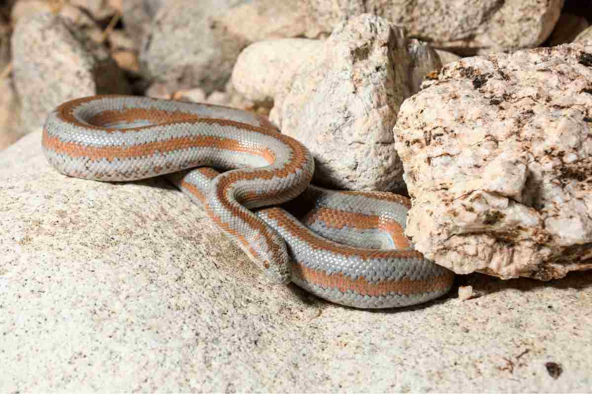 Boa roseo (Lichanura trivirgata)