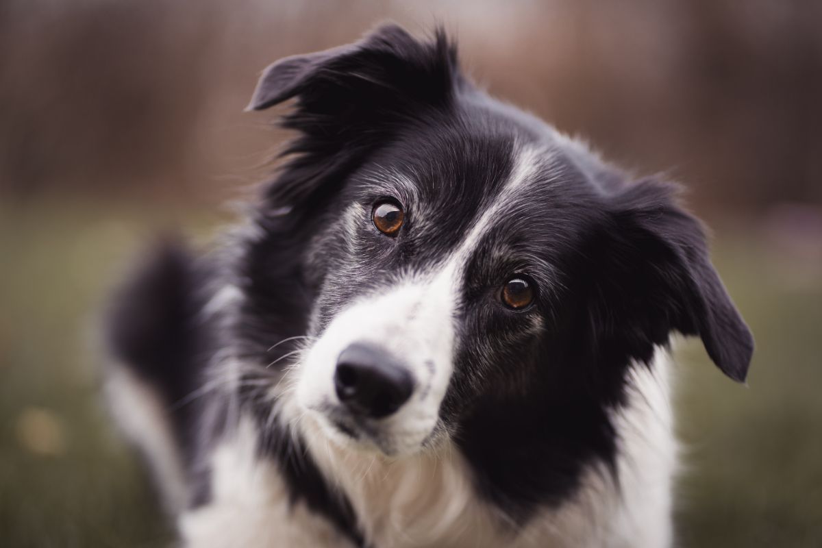 Border Collie