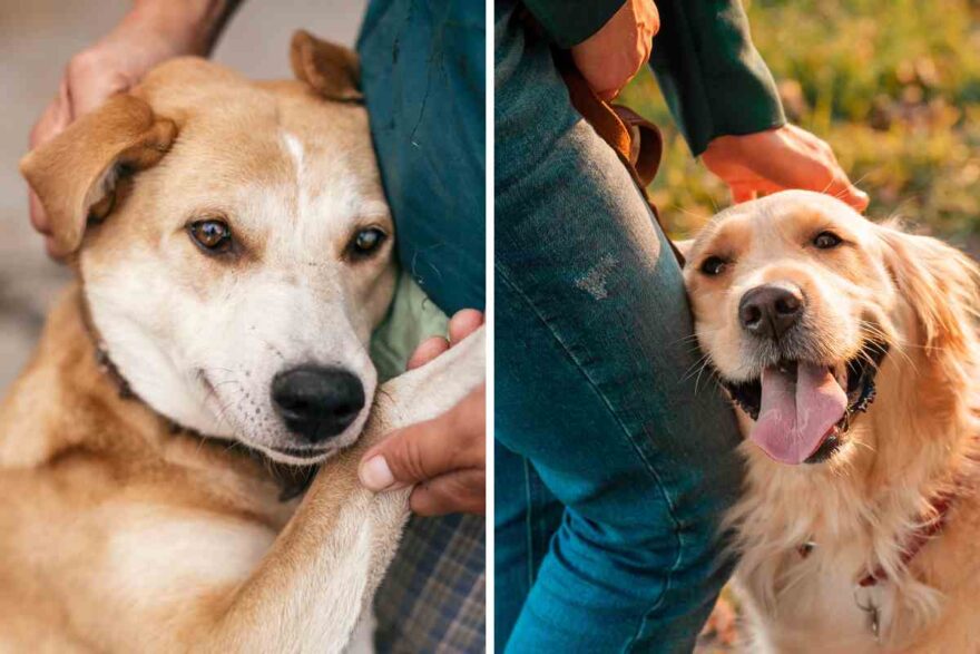 cane e amico umano
