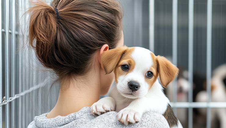 cucciolo nel canile