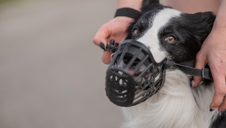 cane taglia media con museruola