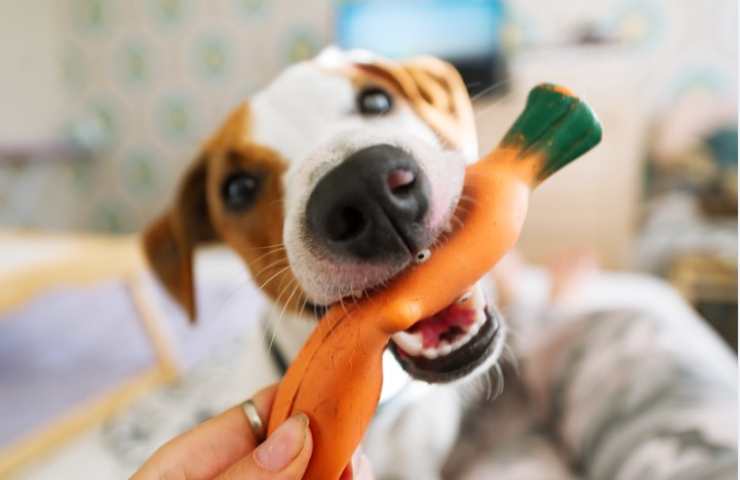 Per quanto tempo dovremmo stare con il nostro cane? La risposta non è scontata