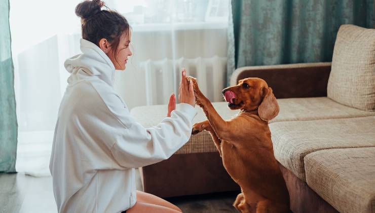 cane gioca con l'umana