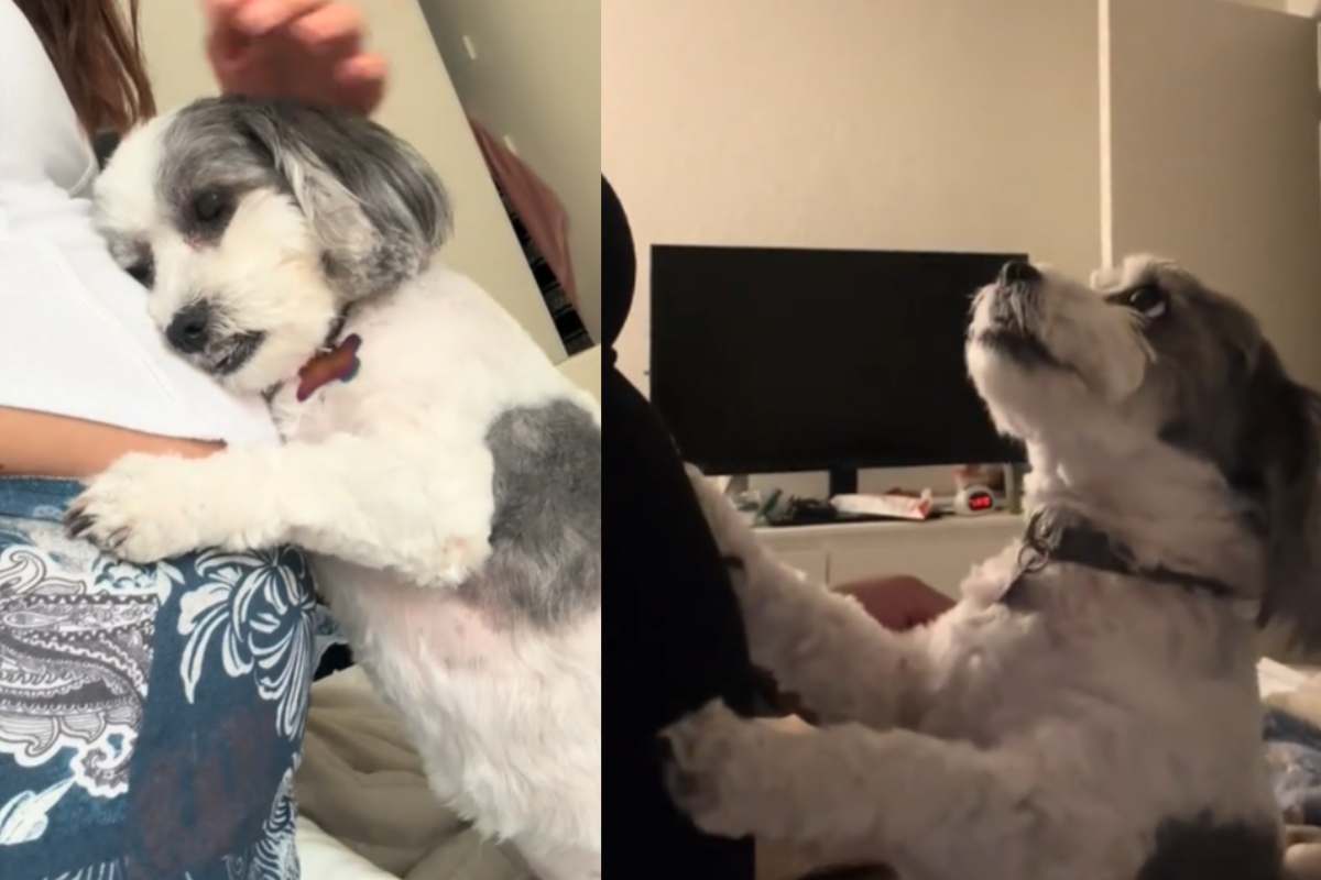 cane mimì