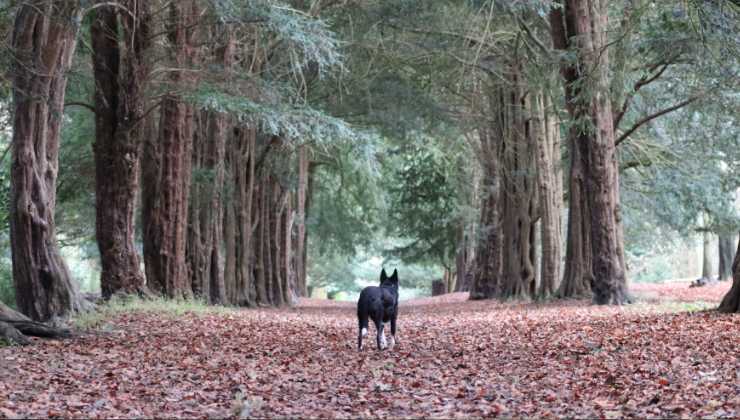 cane nel bosco