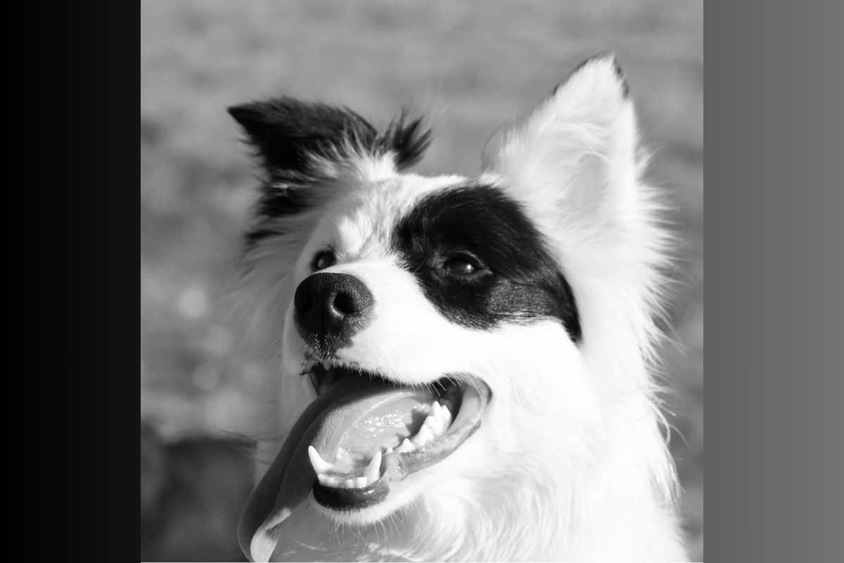 cani bianchi e neri