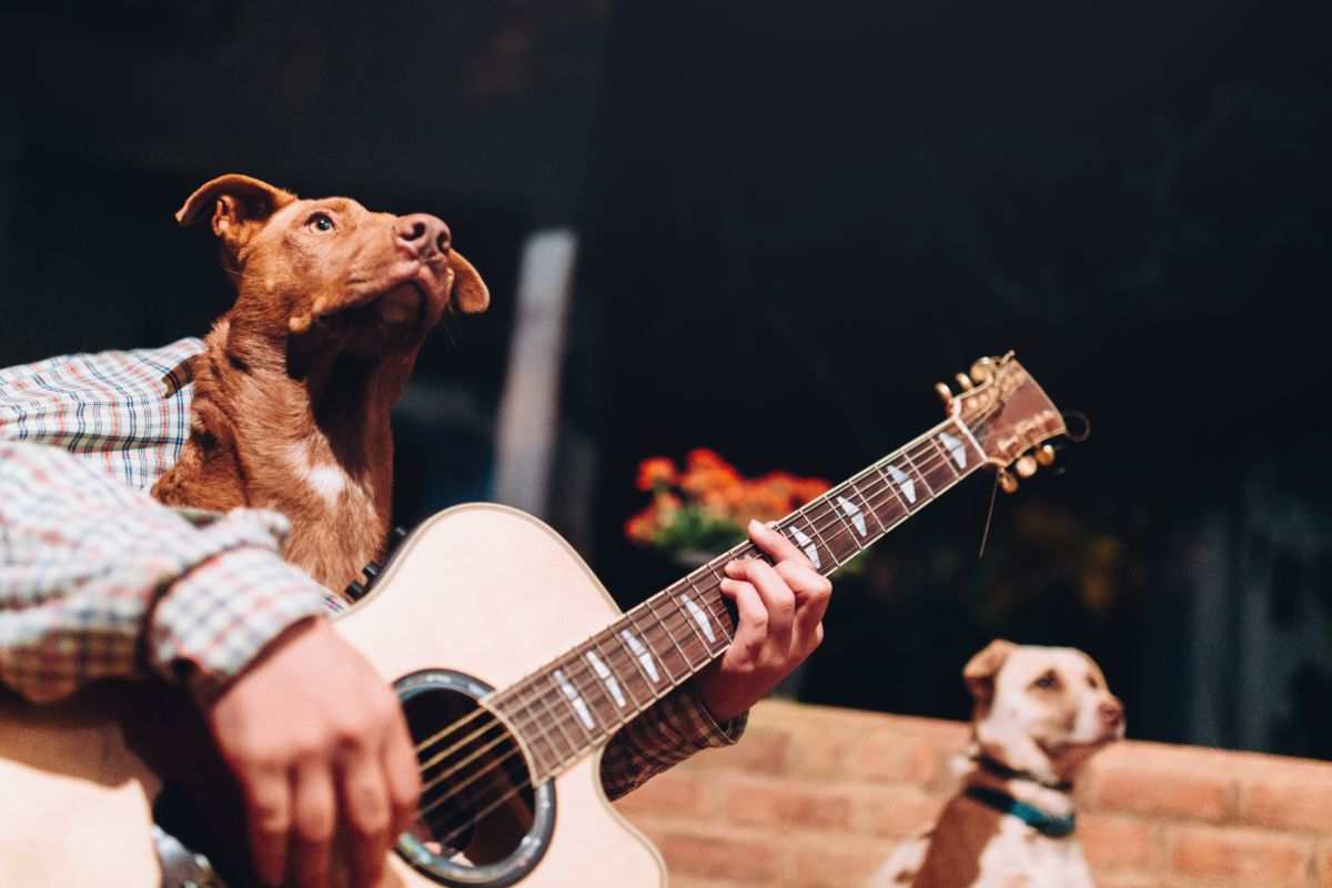 canzoni cani