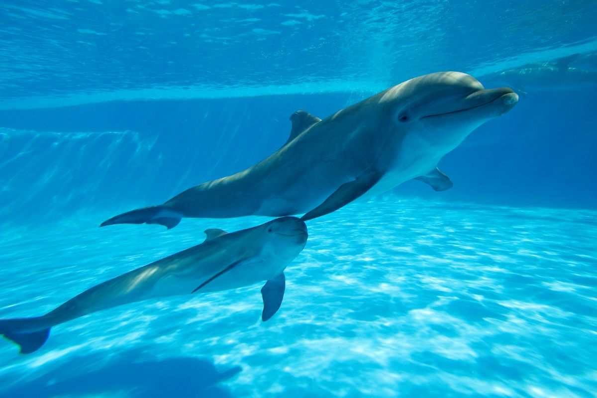 delfino verso nome