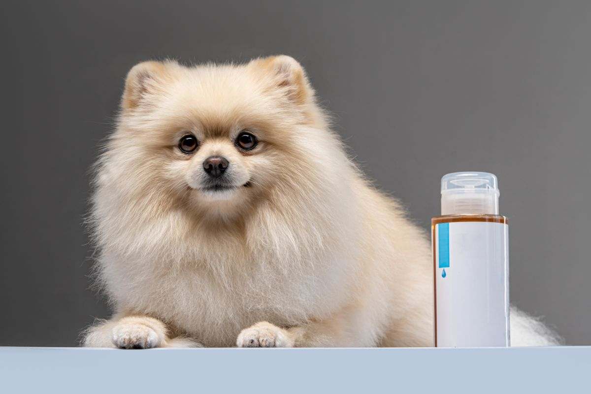 profumo cani