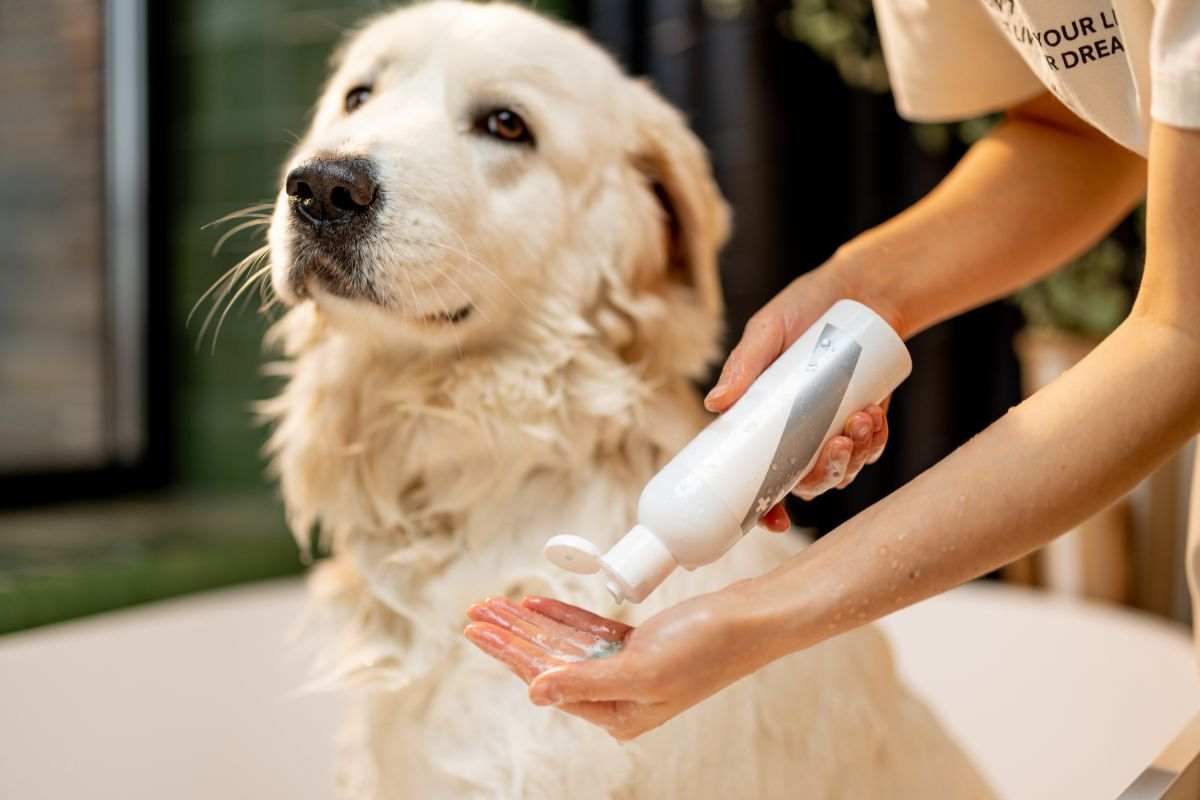 cane profumato