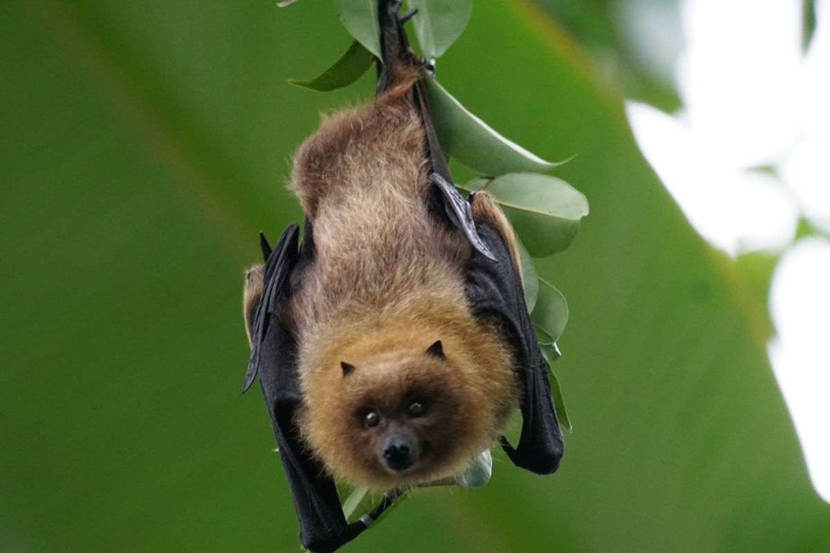 crescere pipistrello