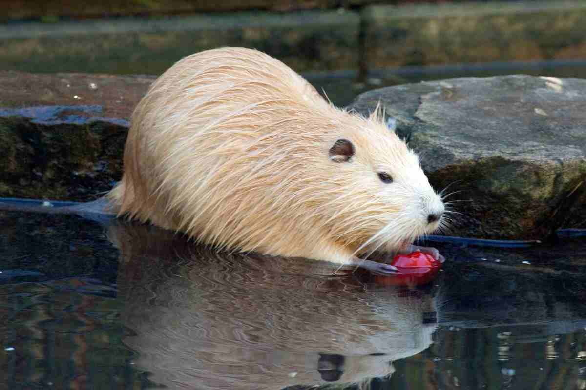 allevare nutria