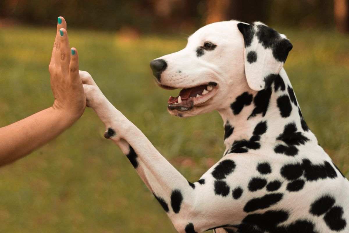 Dalmata