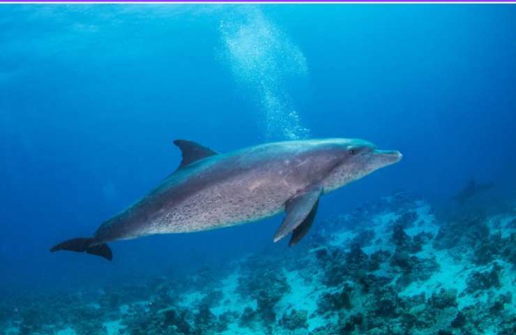 delfino