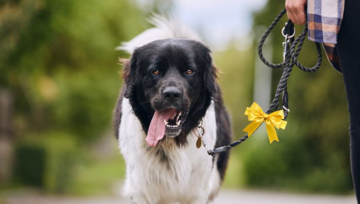 un fiocco giallo sul collare del cane