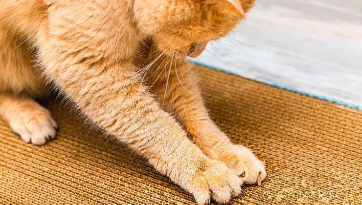le zampe del gatto