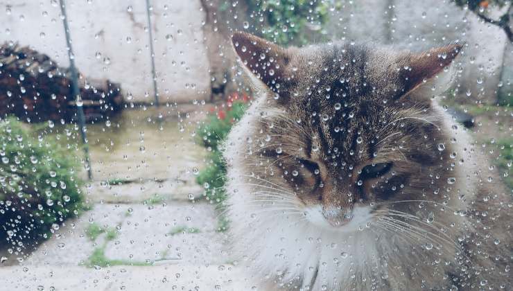 gatto guarda la pioggia