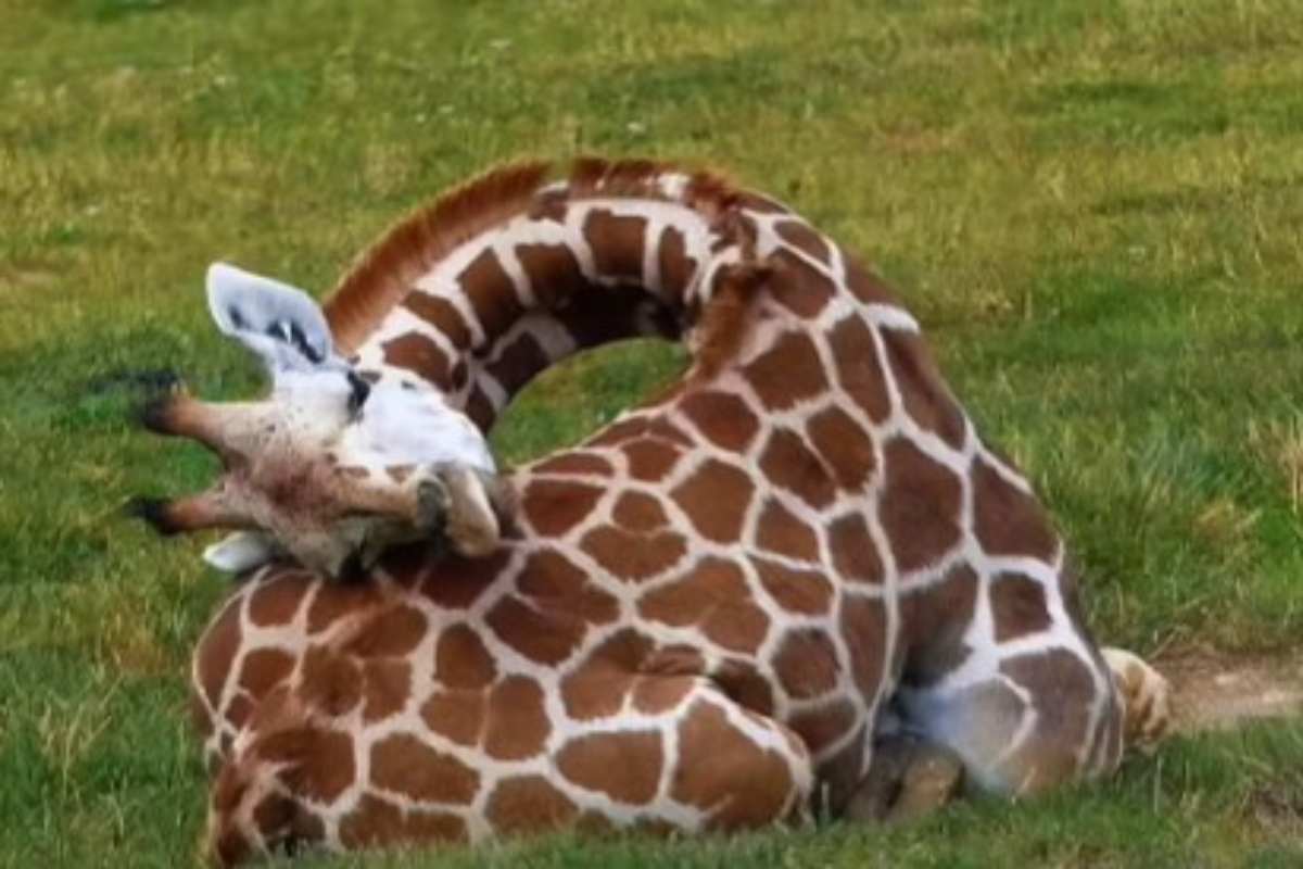 giraffa dorme