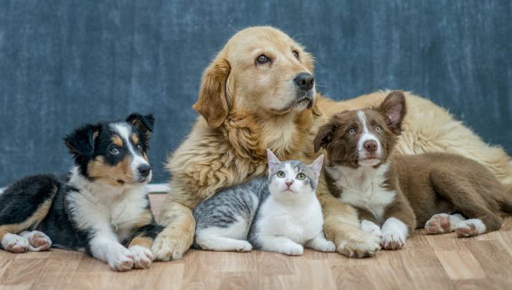 gli animali domestici