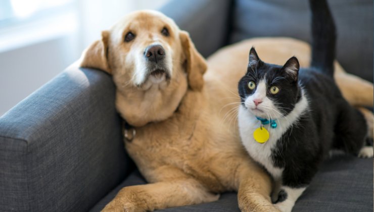 il bonus animali domestici