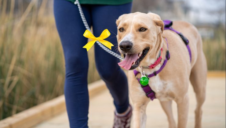 un fiocco giallo sul collare del cane