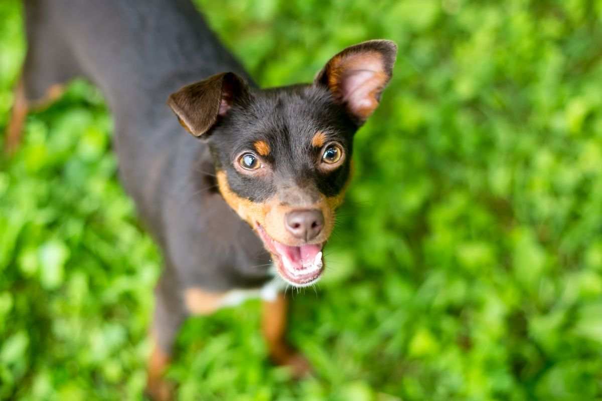 pinscher chihuahua