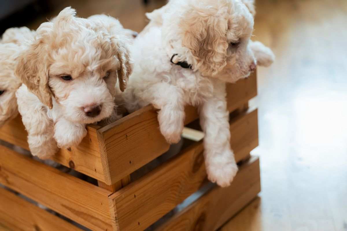 cuccioli di lagotto