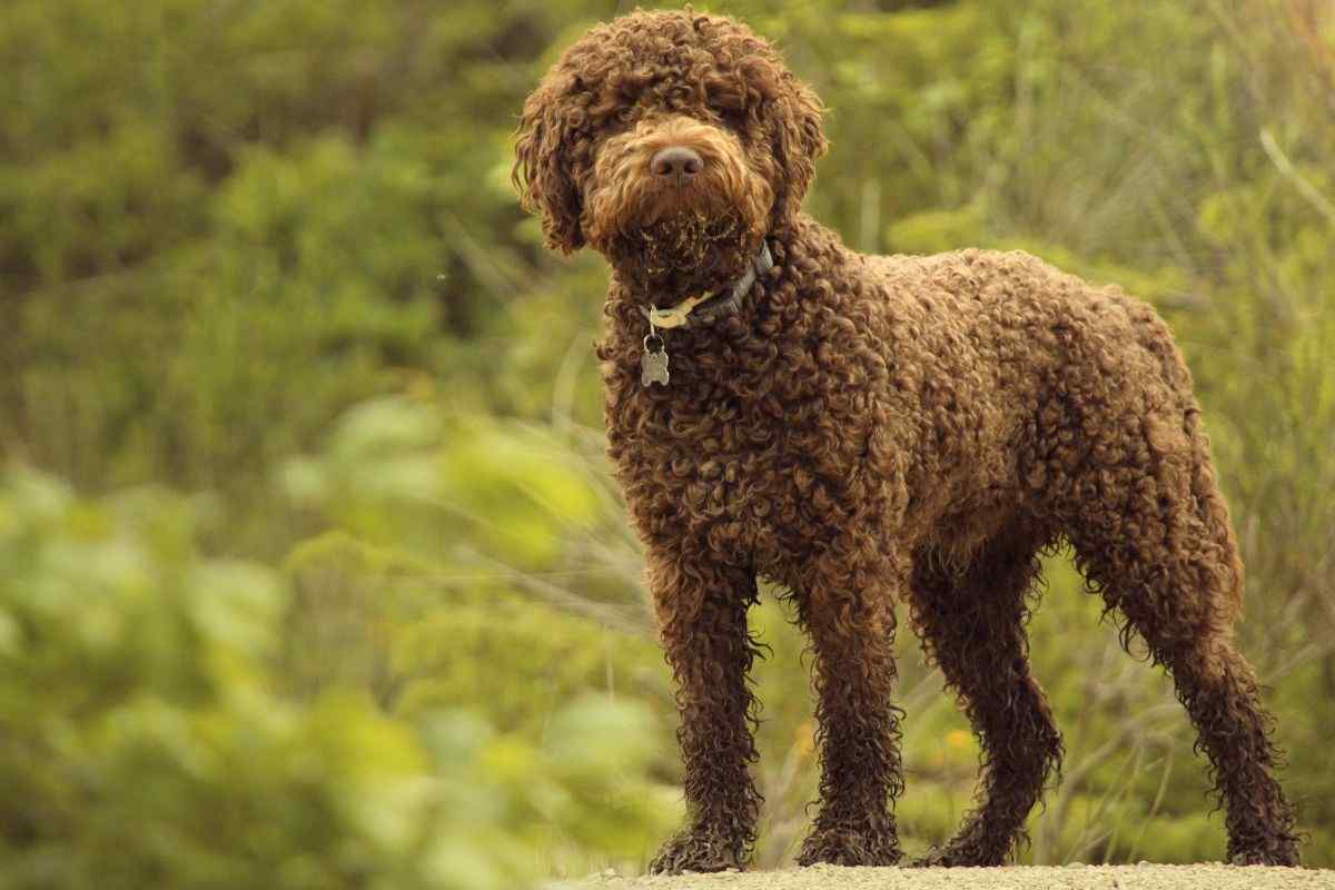 lagotto razza cane