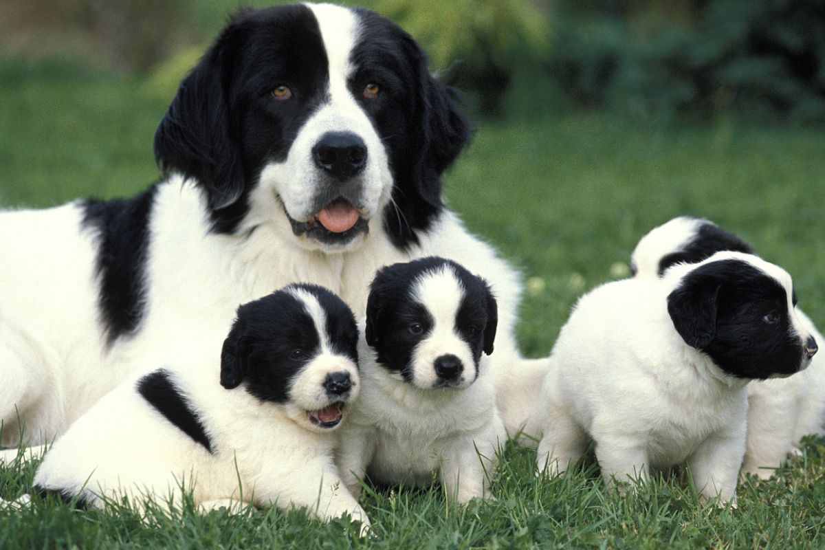 Landseer